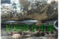 出口韩国花菇菌棒、康丽源香菇菌棒