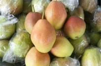 红香酥梨3公分梨苗花芽发育期管理