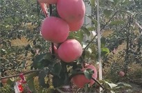 新品种水蜜桃苹果树苗、水蜜桃苹果树树苗新品种