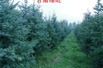 云杉种植基地1米2米3米4米青海云杉报价