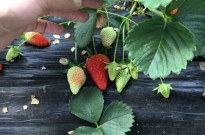 章姬草莓苗出售基地、章姬草莓苗批发价格